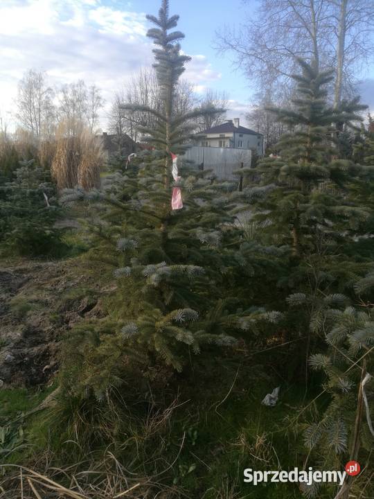 Świerk srebrny choinki Mielec