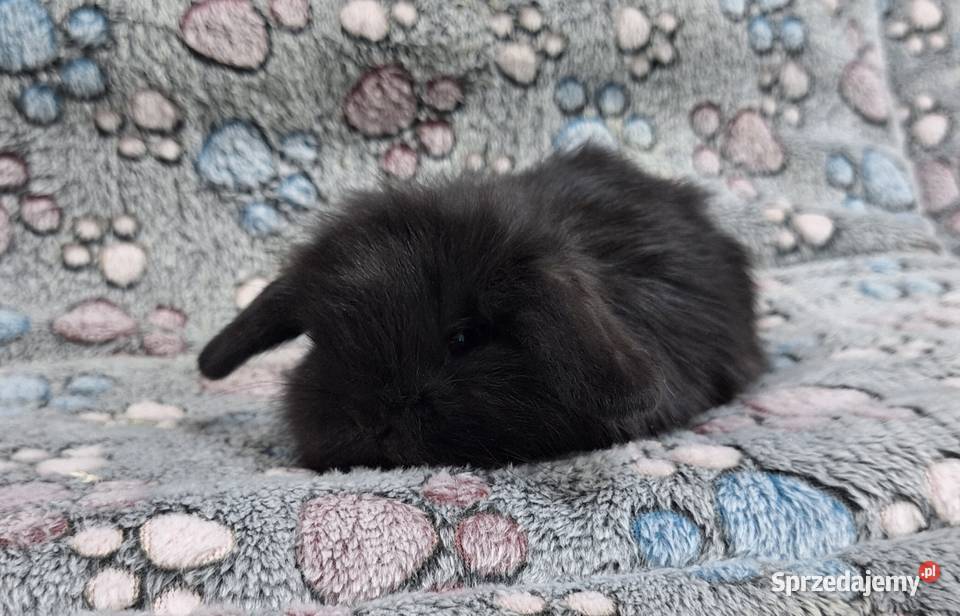 Króliczek Baranek Mini Lop samiczka Wołomin