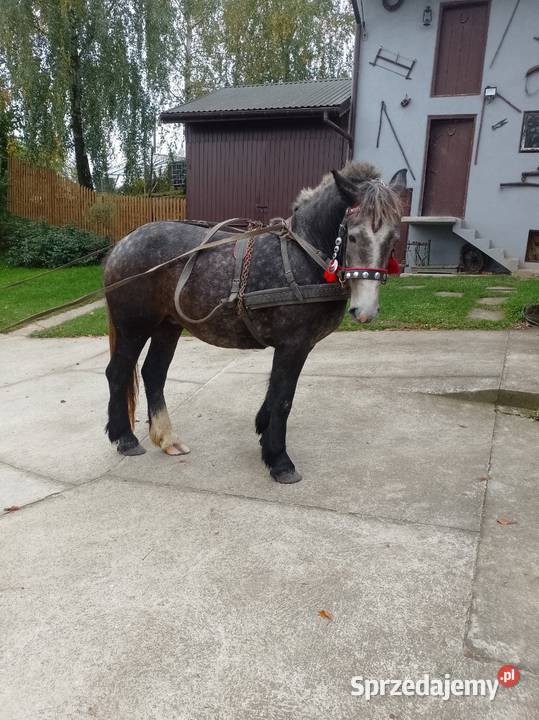 Klacz zimnokrwista małopolskie Biecz