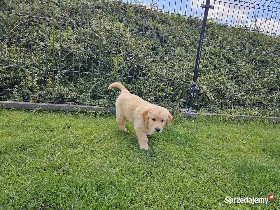 Golden Retriever szczeniak złoty piesekgotowy do Brzesko