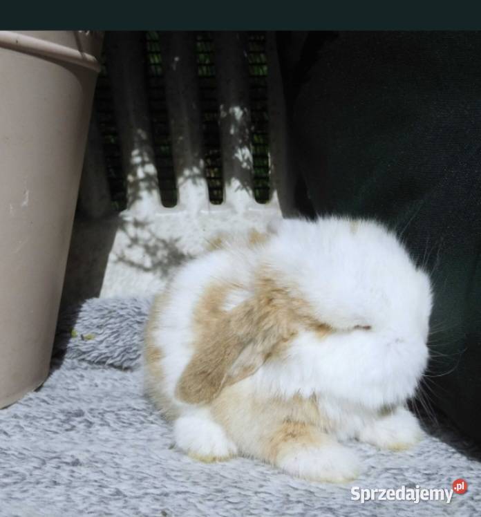 Śliczne kroliczki mini lop wielkopolskie Poznań sprzedam