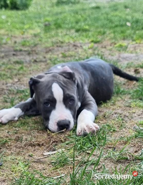 American Staffordshire Terrier Pies Chełm sprzedam