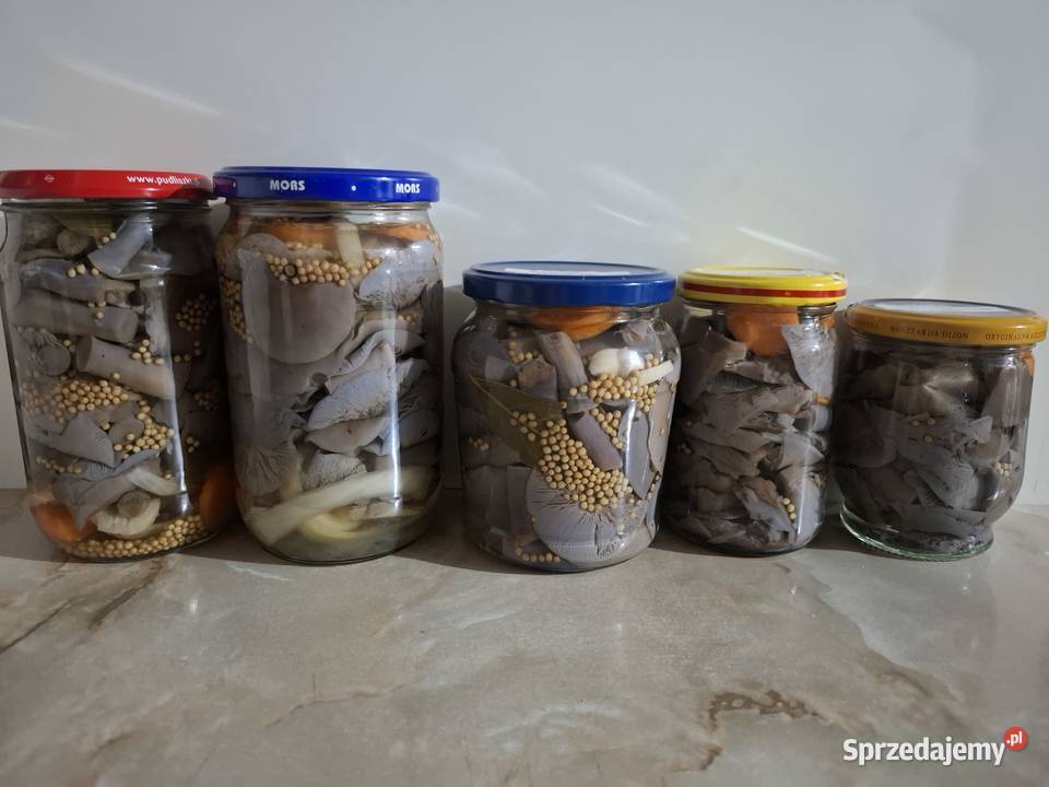 Rydze opieńki kanie gąsówki fioletowawe śląskie Czyżowice