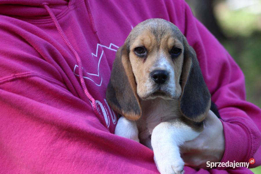 Beagle szczeniaczki ZKwP Championie Polski Aleksandria