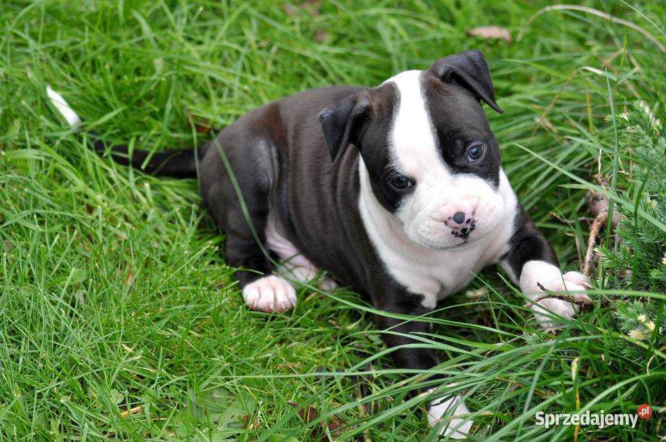 Amstaff zkwp przepiękny piesek Koziegłowy sprzedam