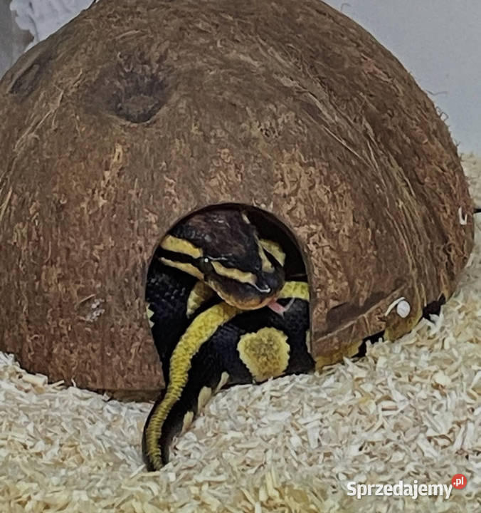 Pyton królewski zachodniopomorskie Dębno