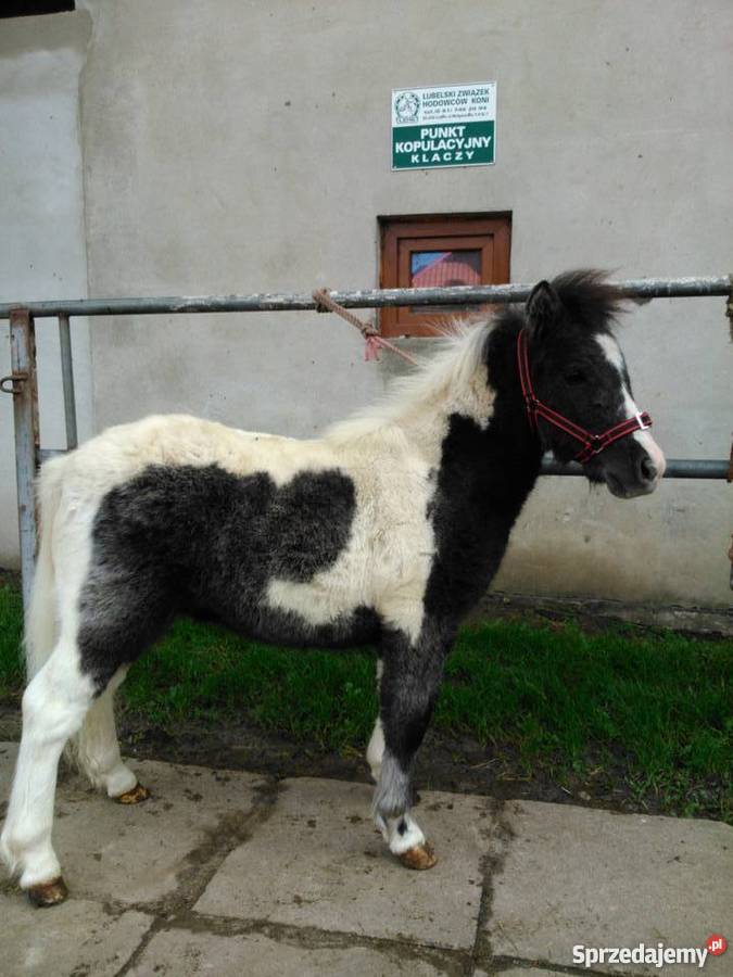 kuc kucyk źrebak Pozostałe lubelskie