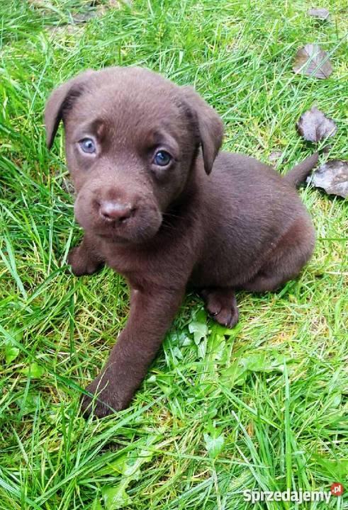 Labrador śliczne szczeniaki 2miesięczne gotowe Labrador Zabierzów