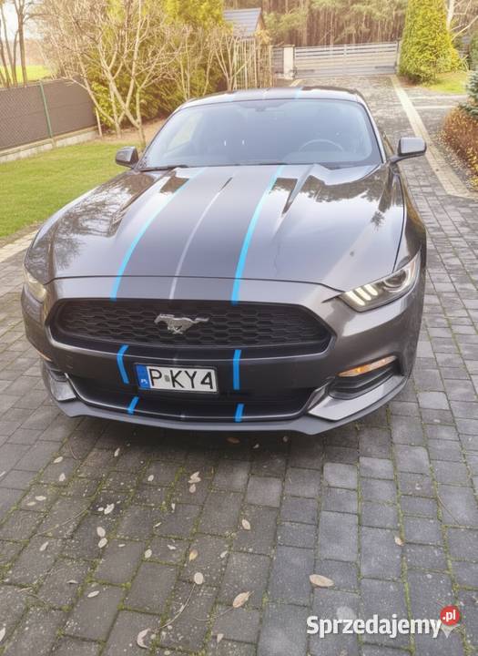 Mustang 37 2016 światła do jazdy dziennej wielkopolskie Krzymów