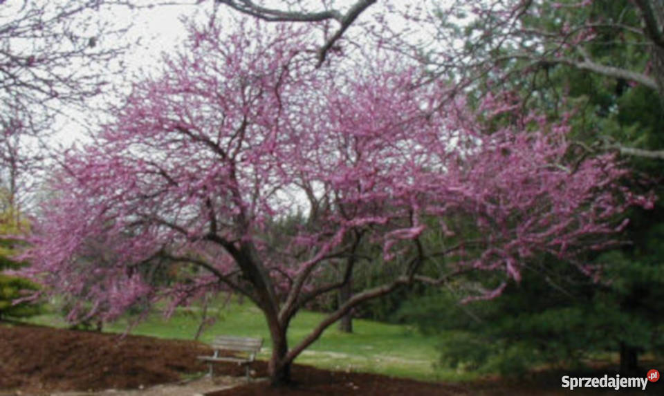 JUDASZOWIEC KANADYJSKI sadzonki w doniczkach Ustronie