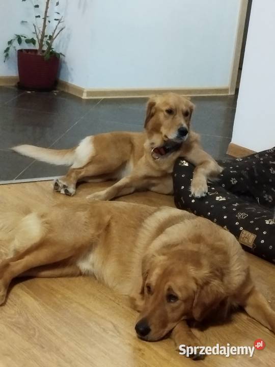 Cudowne Golden Retrievery Szukają nowych Strzyżewice