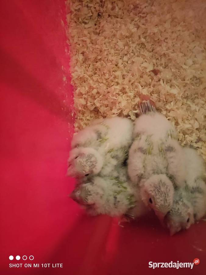 Rudosterki ręcznie karmione sprzedam Ptaki Zgierz