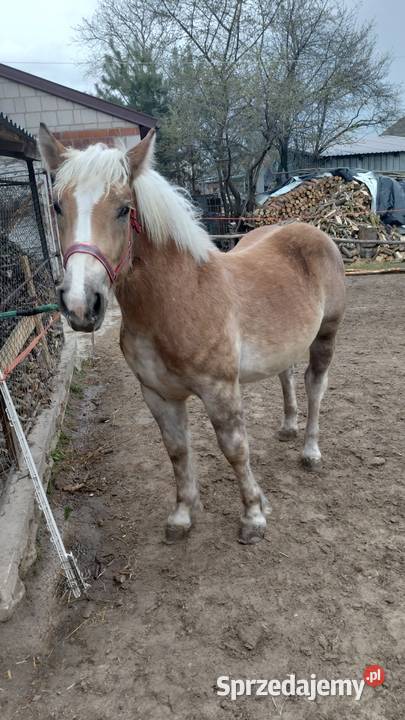 Źrebica zimnokrwista z księgą wstępną