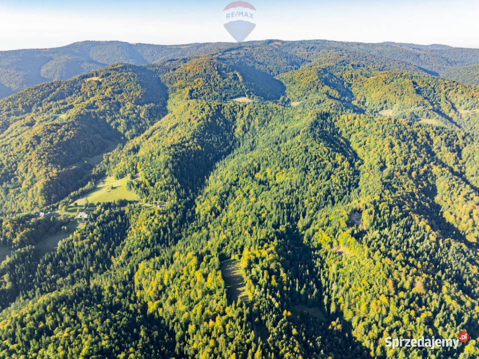 Polana w lesie Harklowa