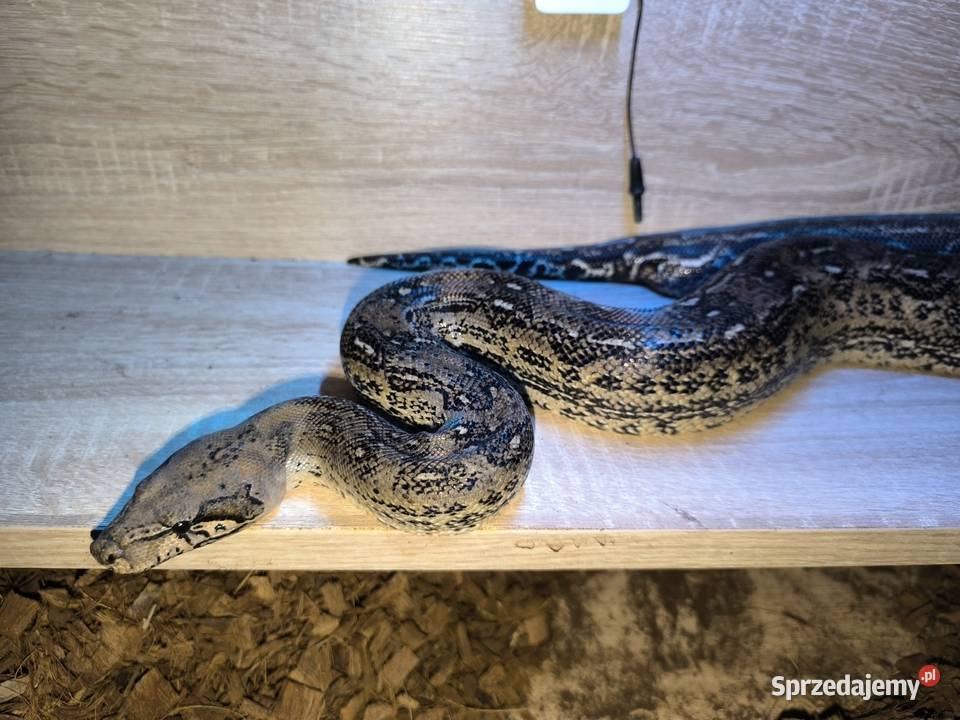 Boa cesarski samica Lubliniec