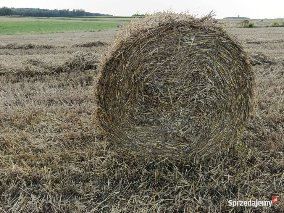 Bele słomy 130KR Hornowo
