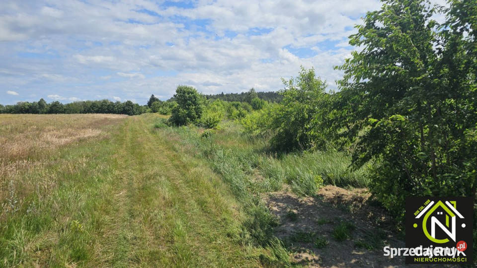 Działka 9800m2 Laska