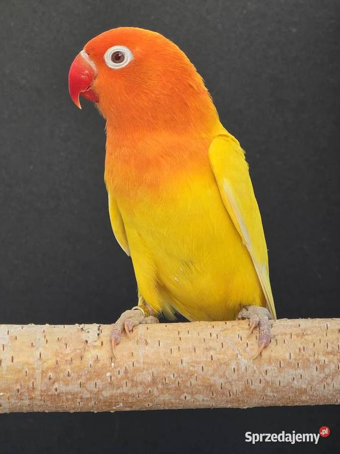 Nierozłączka fischer młoda do oswojenia I Opole