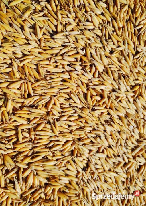 Owies bingo Radomsko