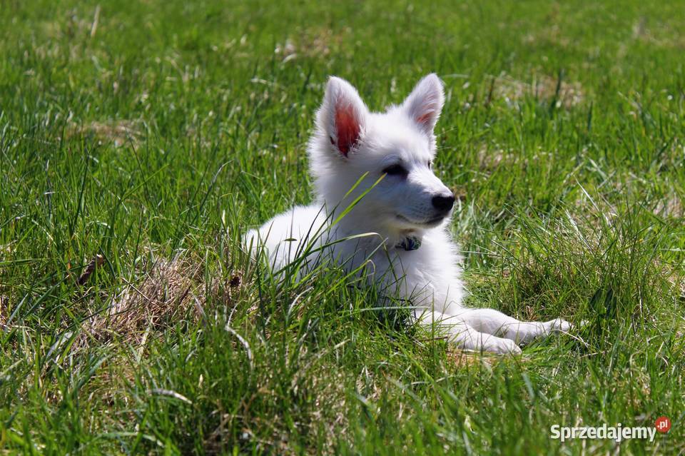 Biały Owczarek Szwajcarski Owczarek Kłodzko sprzedam
