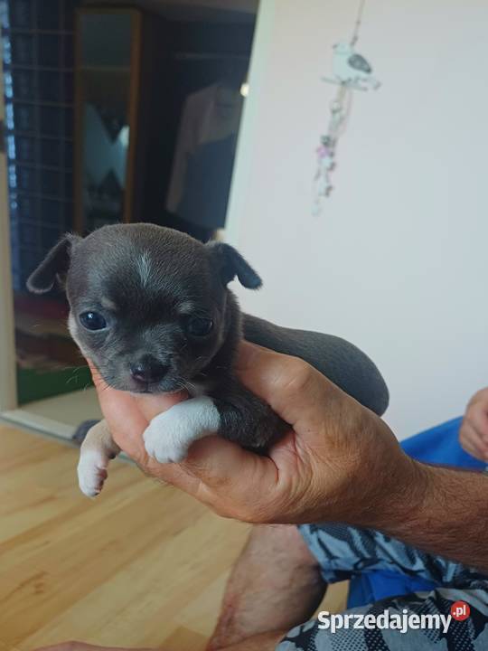 Niebieska Ziawjskowa Dziewczynka Chihuahua Psy