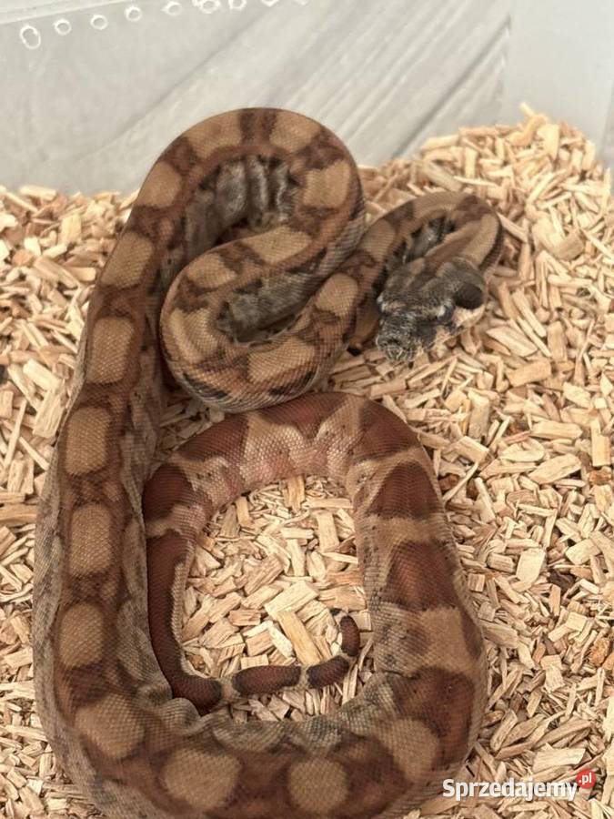 Pytony boa mazowieckie Sulejówek