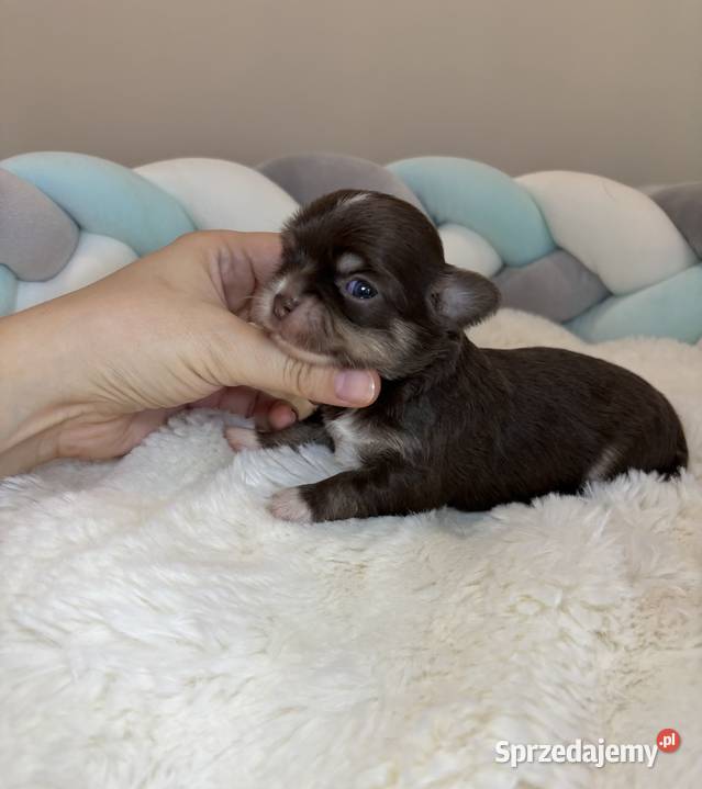 Chihuahua mini piesek czekoladowy długowłosy Bełchatów