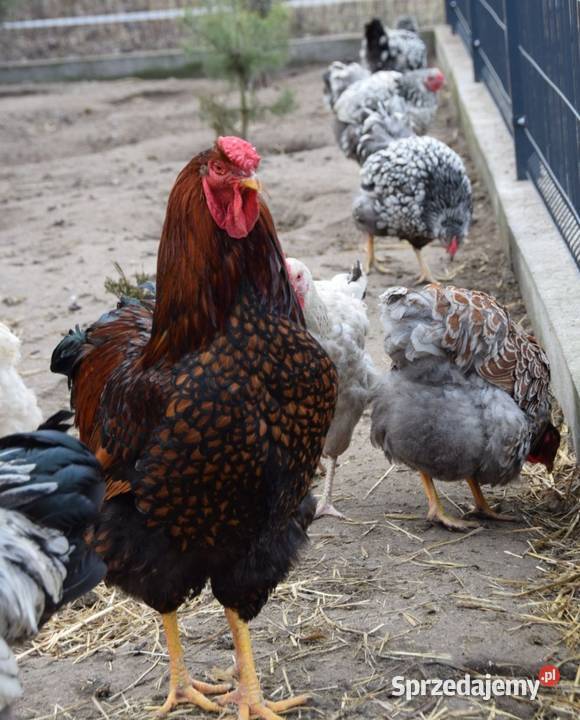 Jaja lęgowe kur wyandotte Pozostałe Łochów