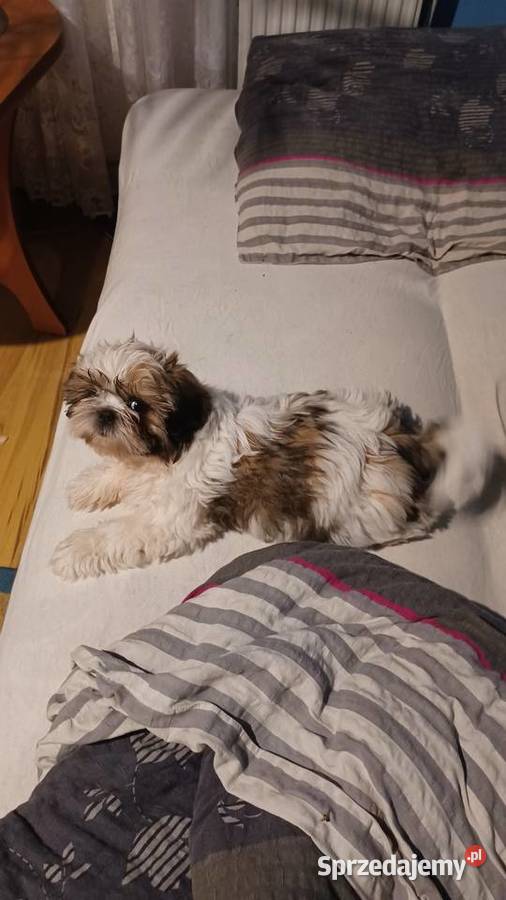 Szczeniaczek shih tzu puchate perełki Lubartów
