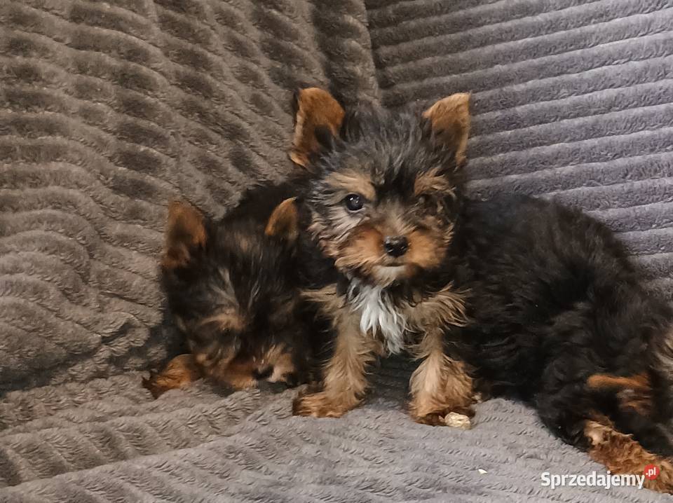 Yorkshire terrier wielkopolskie Września