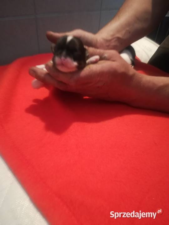 shihtzu suczka Olsztyn