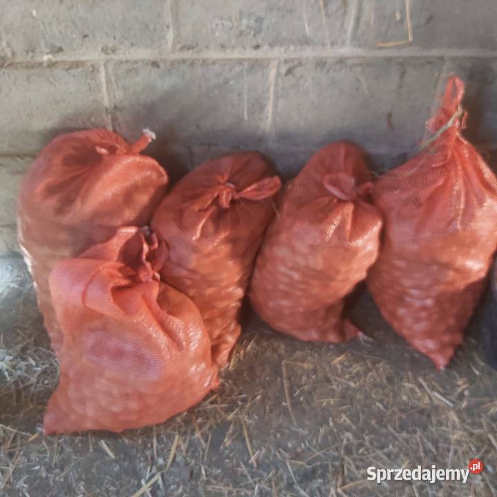 Ziemniaki sadzeniaki królowa anna Glinik Polski