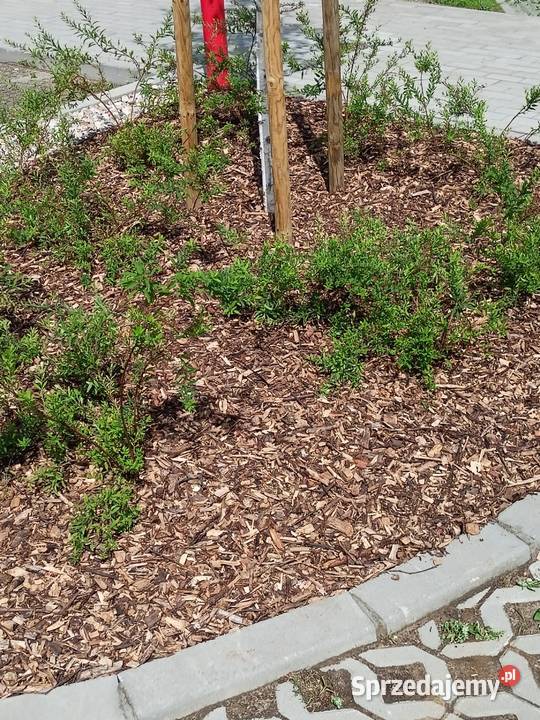 Zrębki Zrębka Leśna na podsypkę kompostowa