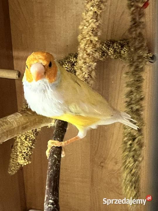 Amadyna wspaniała samiec 2024r Ruda Śląska sprzedam