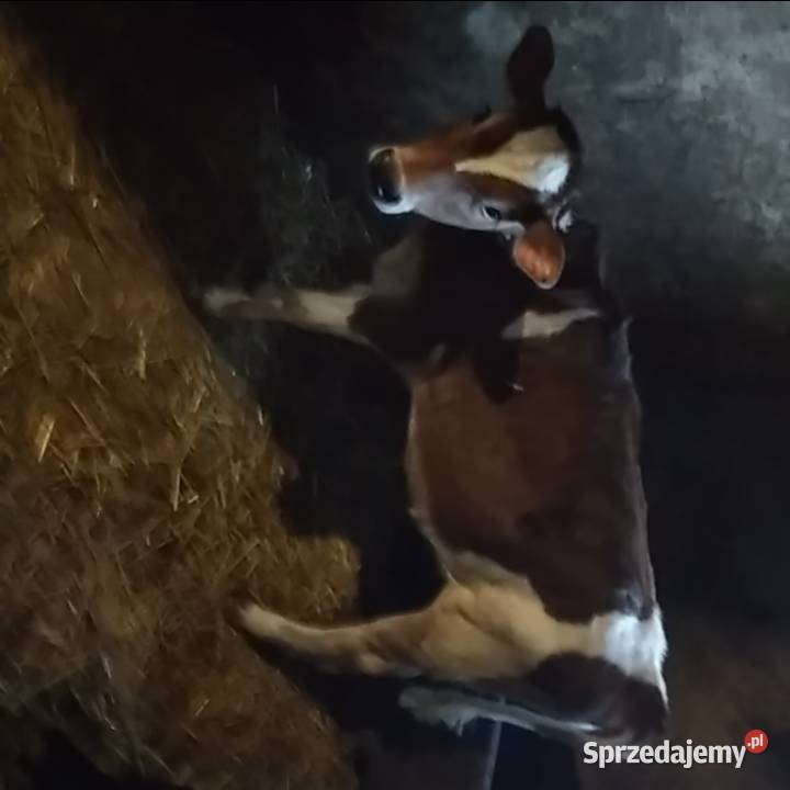 Sprzedam jałóweczkę 4 miesięczną Miechów sprzedam