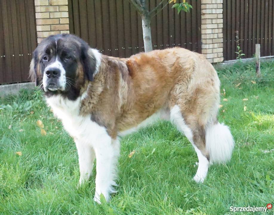 Moskiewski Pies Stróżujący NIE Bernardyn Białystok sprzedam