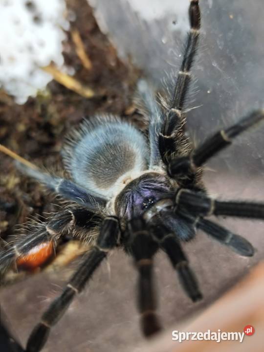 Ptaszniki samice Pruszków