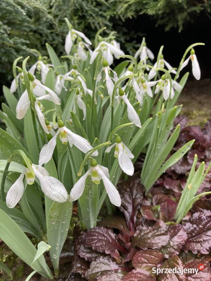 Przebiśnieg Elwesa cebulki cebule Ogród