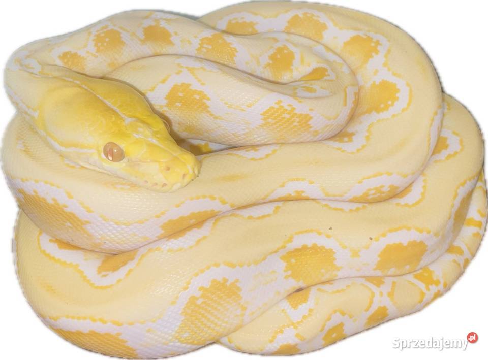 Pyton siatkowy ALBINOS het pied Szczecin