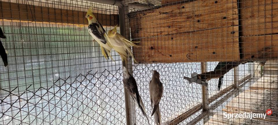 papugi nimfy śląskie Łaziska