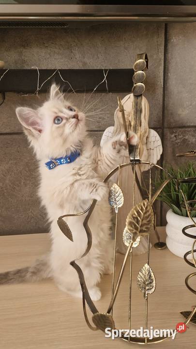 Piękne kocięta Ragdoll szukają domu ojcu FCI