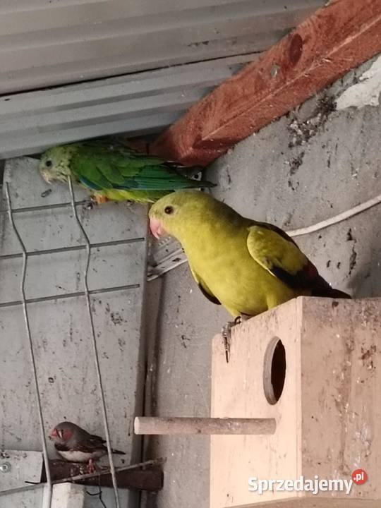 Sprzedam papugi różne Ptaki Pińczów