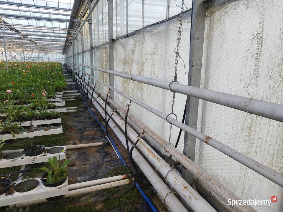 Szklarnia venlo holenderska holenderka szklarnie śląskie
