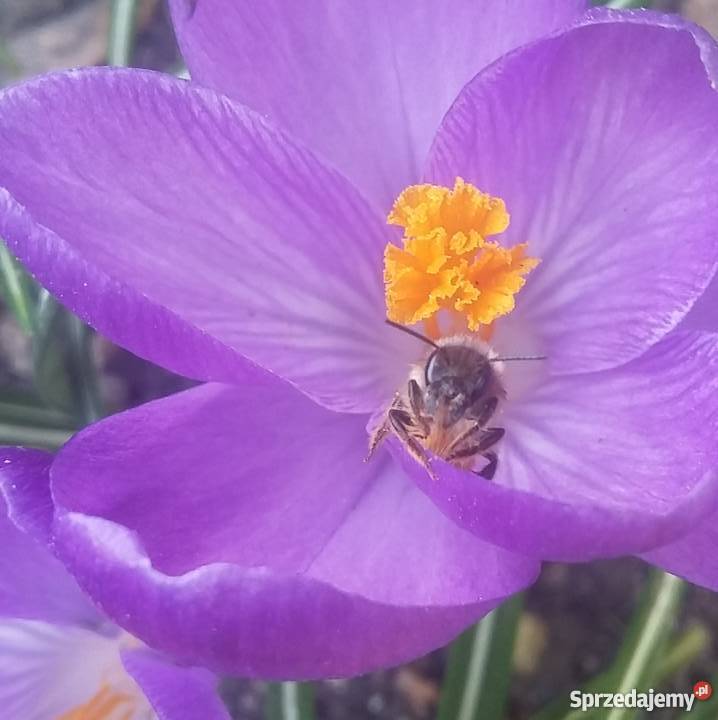 Pszczoła MURARKA ogrodowa RURKI TRZCINA Kokony Lublin sprzedam