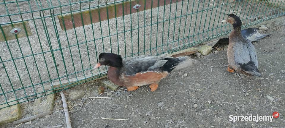 Sprzedam laczki z 25 roku