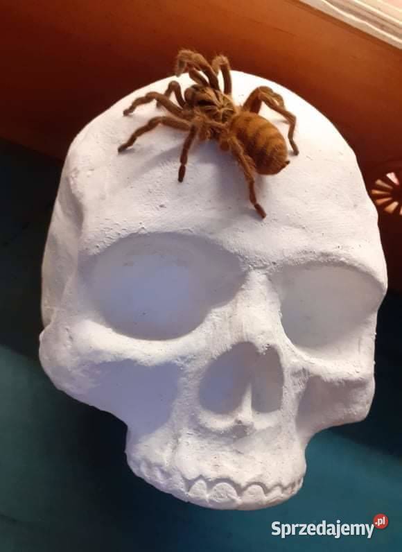 Wąż czaszka do terrarium Gady i płazy Gliwice sprzedam