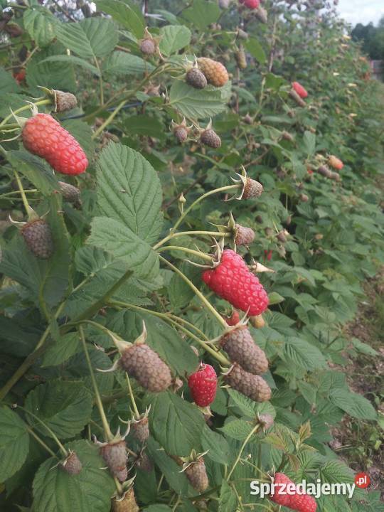 Sprzedam sadzonki malin letnich Wyszatyce