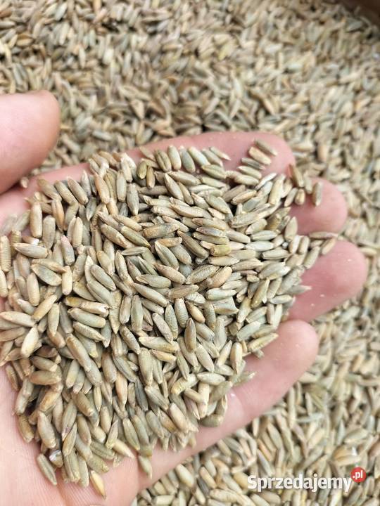 Żyto ozime zbiór 2025 Busko-Zdrój
