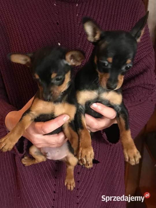 Pinczer miniaturowy szczeniaki pieski i suczki Klimontów