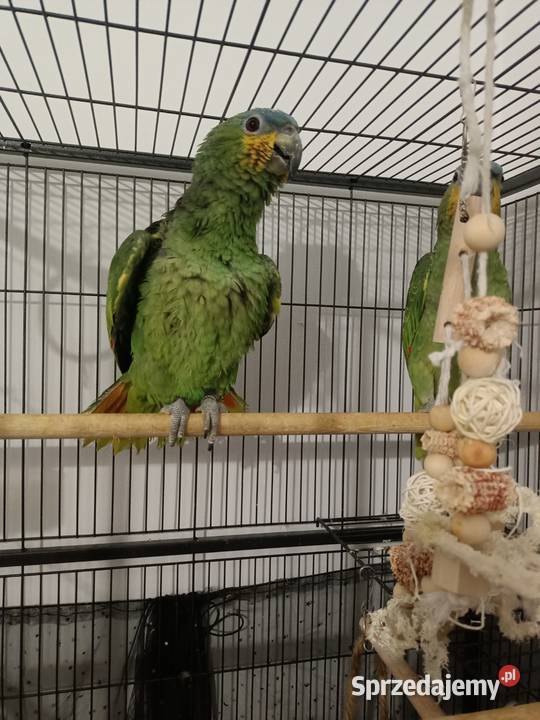 Papuga amazonka parka Wyszków